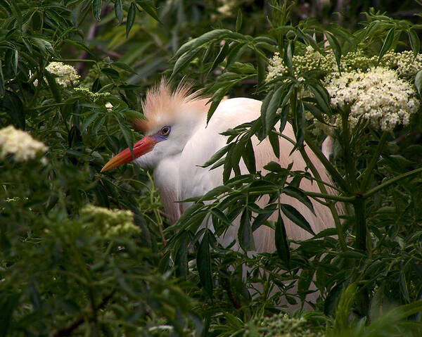 Nature Art Print featuring the photograph Sleepy Egret in Elderberry by Peggy Urban