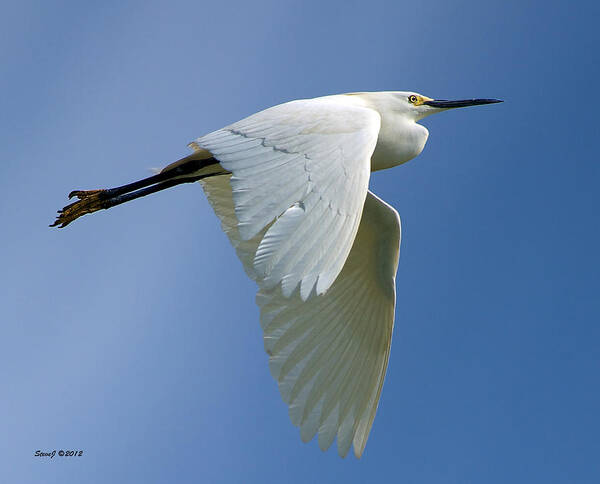 Snowy Egret Art Print featuring the photograph Snowy Egret Fly-by by Stephen Johnson