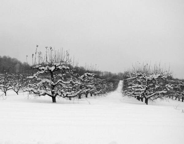 Trees Art Print featuring the photograph Snowy Orchard by Dark Whimsy