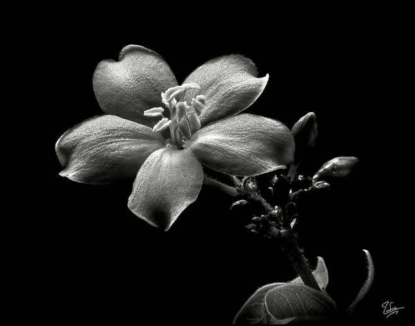 Flower Art Print featuring the photograph Spicy Jatropha in Black and White by Endre Balogh