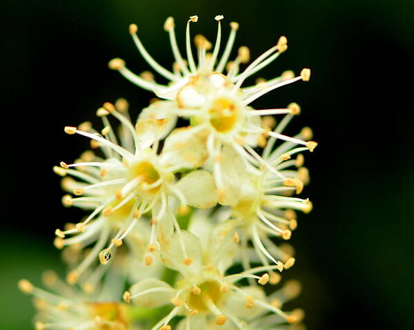 Spider Flower Art Print featuring the photograph Spider Flower by Tanya Tanski