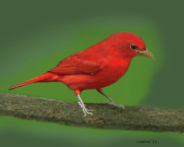 Summer Tanager Art Print featuring the photograph Summer Tanager by Larry Linton