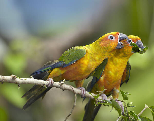 00455263 Art Print featuring the photograph Sun Parakeet Pair Feeding On Leaves by Tim Fitzharris