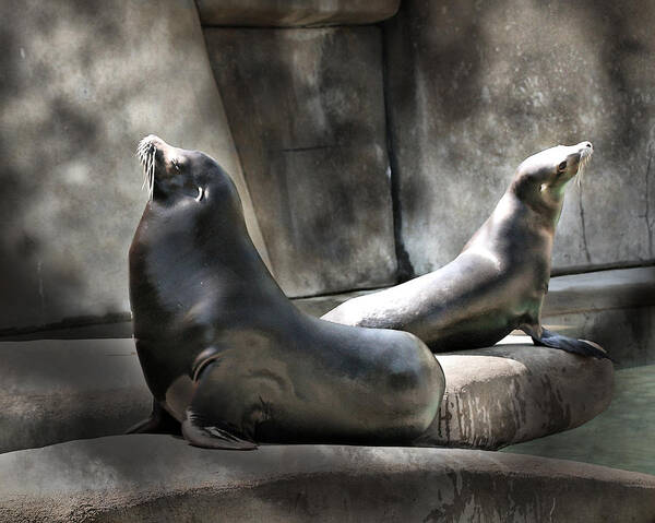 Toned Art Print featuring the photograph Sunbathing Seals by Mary Almond