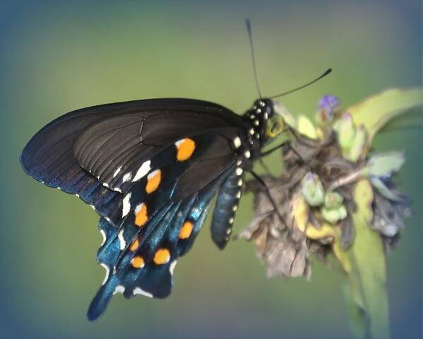 Butterfly Art Print featuring the photograph Swallowtail 1 by Judy Hall-Folde