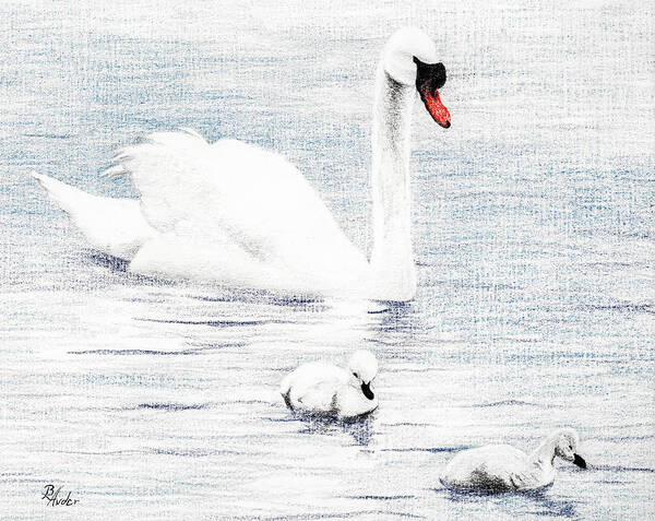 Swan Art Print featuring the drawing Swan Family by Brent Ander