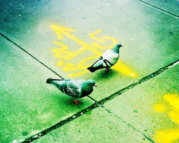 Pigeons Art Print featuring the photograph T-Squared Doves by Frank Winters