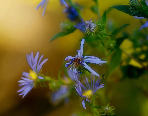 Asters Art Print featuring the photograph Tangled Up In Blue by Sue Capuano