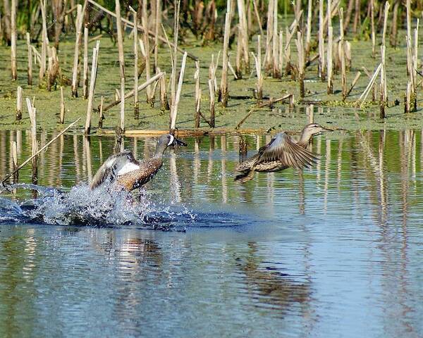 Nature Art Print featuring the photograph Teal Taking Flight by Steven Clipperton