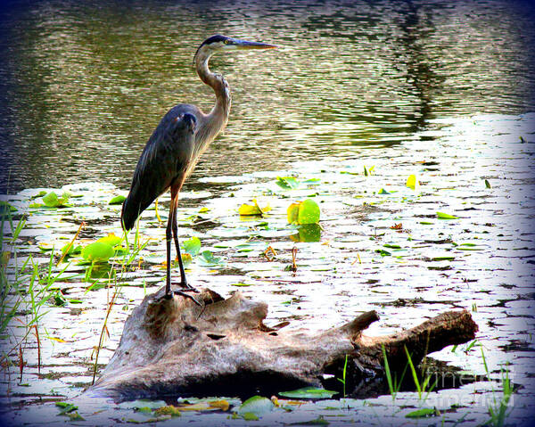 Great Blue Heron Art Print featuring the photograph The Great Blue Heron by Kathy White
