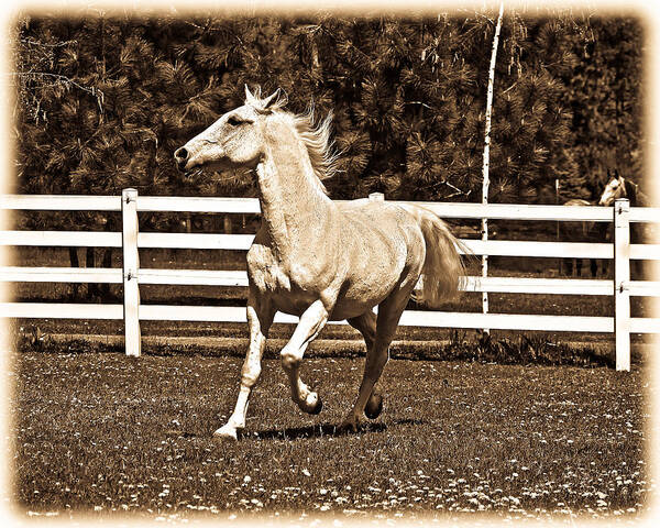 White Horses Art Print featuring the photograph The Prance by Steve McKinzie