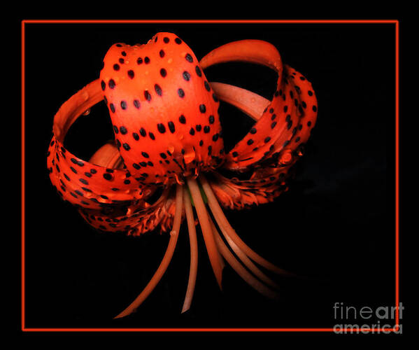 Tiger Lily Art Print featuring the photograph Tiger Lily Floral Wall Art Print by Carol F Austin
