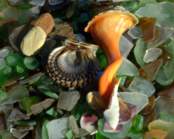 Shells Art Print featuring the photograph Treasures From The Sand by Bruce Carpenter