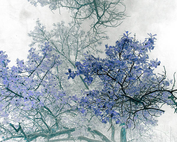 Tree Art Print featuring the photograph Trees Above by Rebecca Margraf