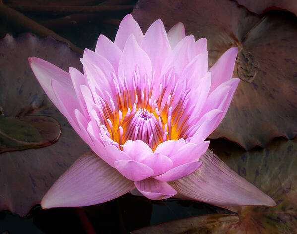 Lily Art Print featuring the photograph Water Lily by Steve Zimic