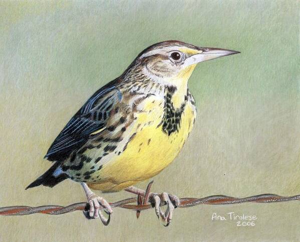 Bird Art Print featuring the drawing Western Meadowlark by Ana Tirolese