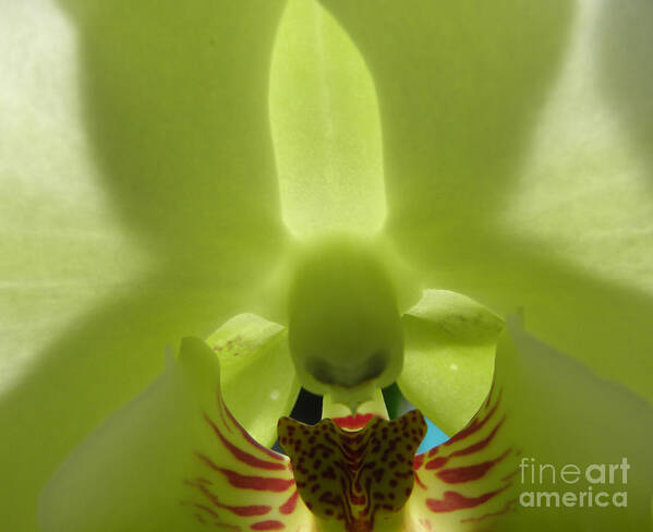 Orchid Art Print featuring the photograph What Do You See by Kim Galluzzo Wozniak