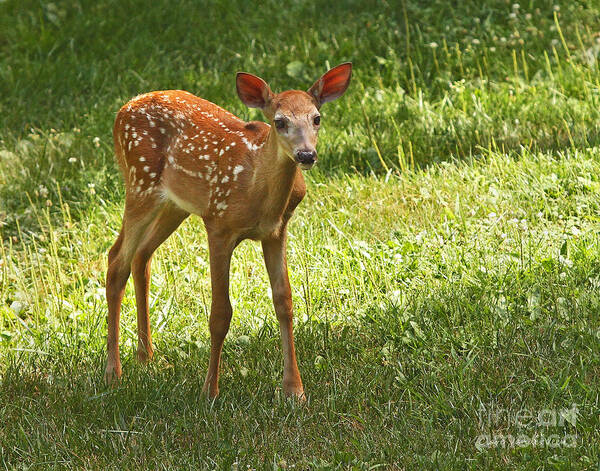 Deer Art Print featuring the photograph Whitetail Fawn by Clare VanderVeen