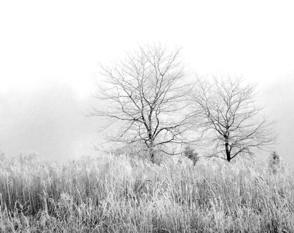 Winter Art Print featuring the photograph Winter Day by Julie Palencia