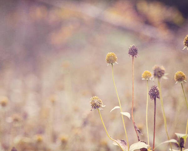 Wildflowers Art Print featuring the photograph Wonderous Wildflowers by Robin Blankenship