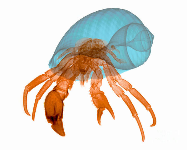 Xray Art Print featuring the photograph X-ray Of Hermit Crab by Ted Kinsman