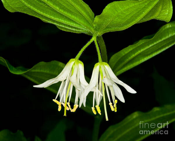 Roughfruit Fairybells Art Print featuring the photograph Yoho - Roughfruit Fairybells by Terry Elniski