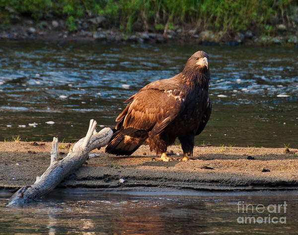 Eagle Art Print featuring the photograph Young and Wise by Cheryl Baxter