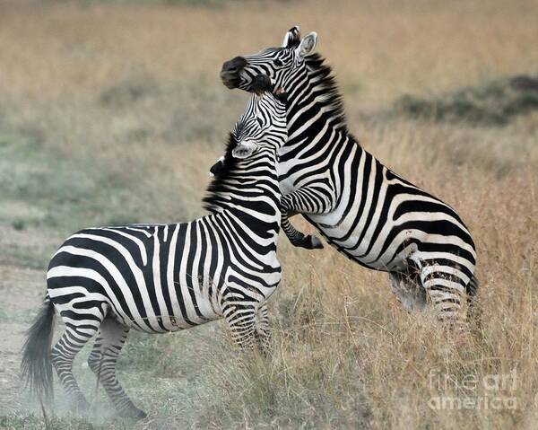 Masai Mara National Reserve Art Print featuring the photograph Zebras fighting by Alan Clifford