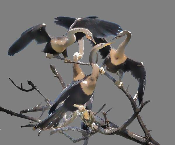 Birds Art Print featuring the photograph Anhinga Feeding Time Transparency by Richard Goldman