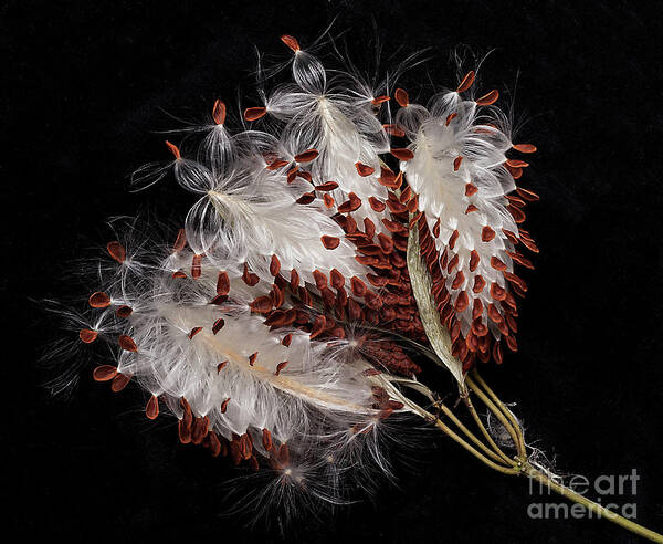 Seed Art Print featuring the photograph Asclepias currasavica--seed pod #2 by Ann Jacobson