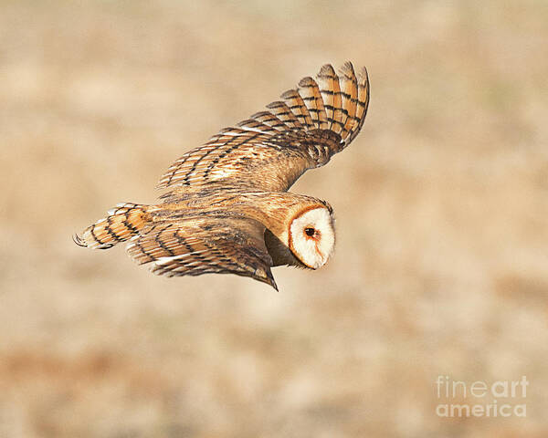 Bird Art Print featuring the photograph Barn Owl on the Wing #1 by Dennis Hammer