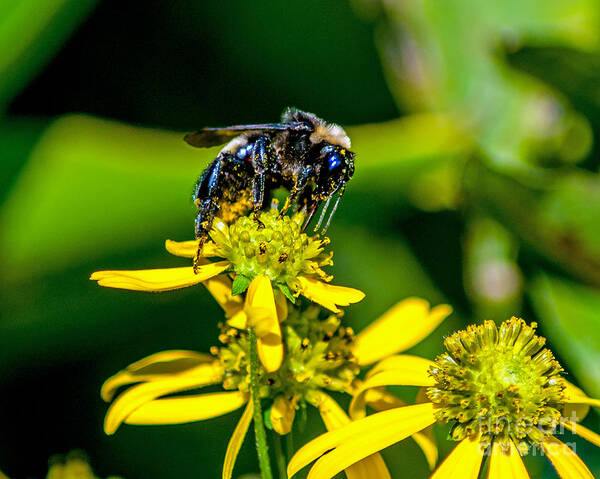 Petals Art Print featuring the photograph Bee on Yellow Flower by Stephen Whalen
