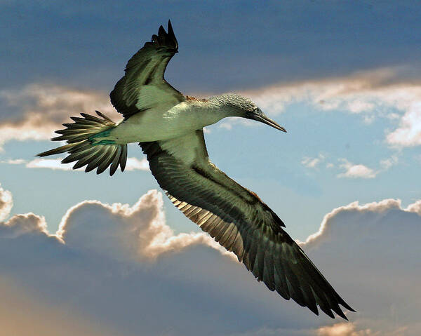Blue-footed Booby Art Print featuring the photograph Blue-footed Booby #1 by Larry Linton