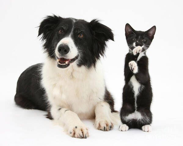 Animal Art Print featuring the photograph Border Collie And Tuxedo Kitten #1 by Mark Taylor