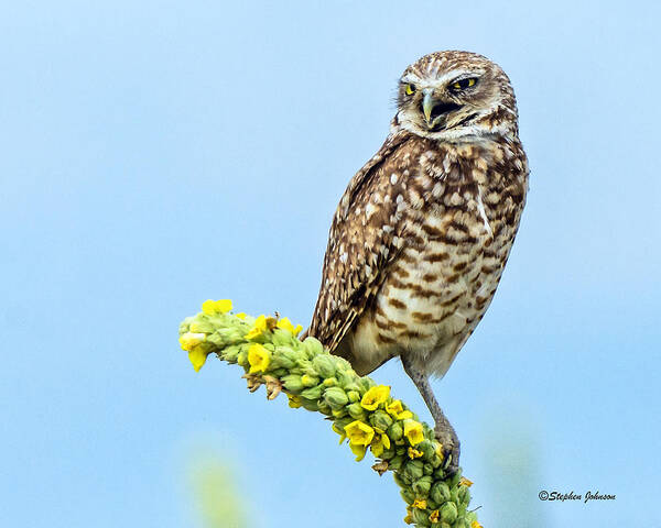 Burrowing Owl Art Print featuring the photograph Burrowing Owl on Mullein Plant #1 by Stephen Johnson