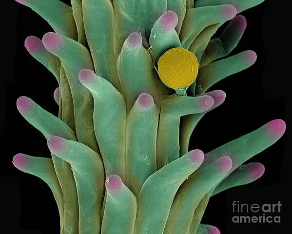 Biological Art Print featuring the photograph Cannabis Pollen in Stigma #1 by Ted Kinsman