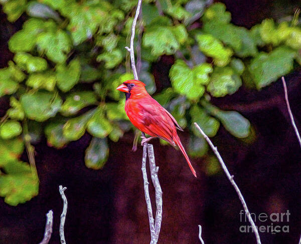 Nature Art Print featuring the painting Cardinal Twigging a Break by DB Hayes