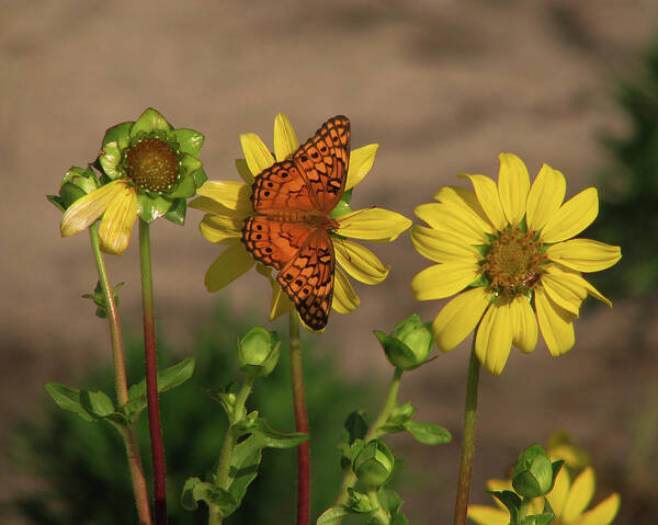 Floral Art Print featuring the photograph Center of Attention #1 by Peggy Urban