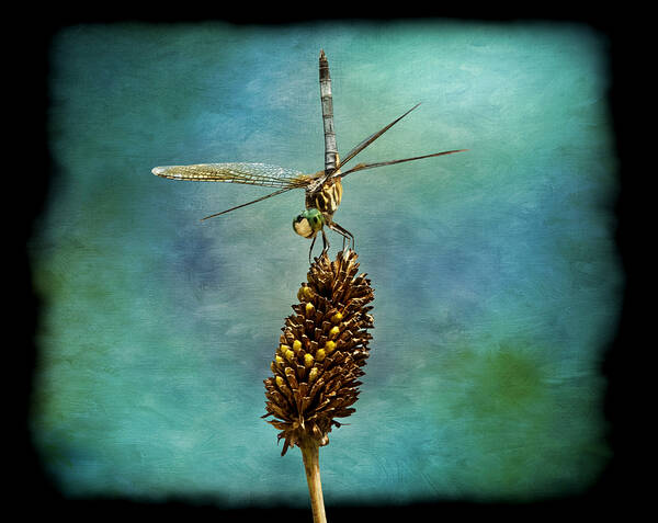 Dragon Fly Art Print featuring the photograph Dragon Fly #1 by Steven Michael