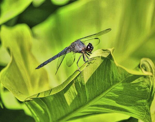 Dragon Fly Art Print featuring the photograph Dragonfly #2 by Pat Cook