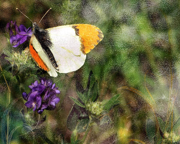 Butterfly Art Print featuring the photograph Field Trip 1 by Ed Hall