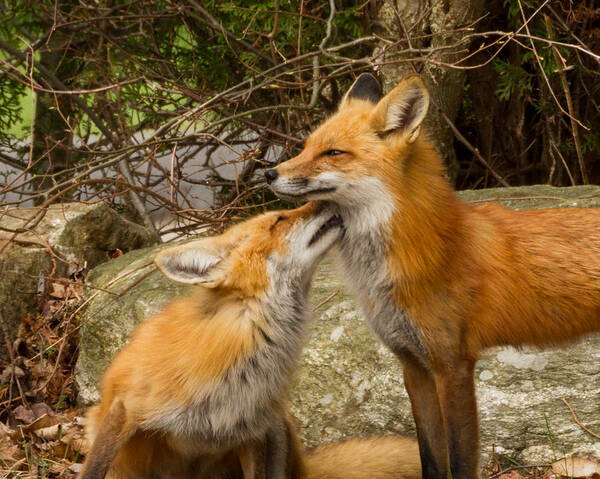 Brian Caldwell Art Print featuring the photograph Foxes in Love #1 by Brian Caldwell