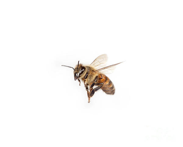 Honey Bee Art Print featuring the photograph Honey Bee In Flight #1 by Ted Kinsman