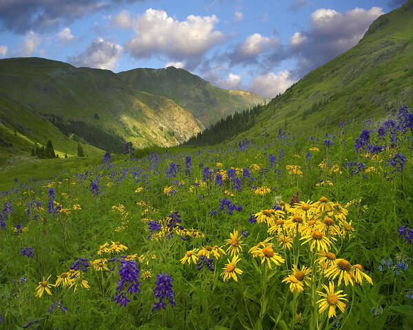 00176057 Art Print featuring the photograph Orange Sneezeweed And Delphinium #1 by Tim Fitzharris