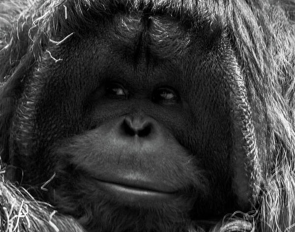 Orangutan Art Print featuring the photograph Orangutan #1 by Martin Newman