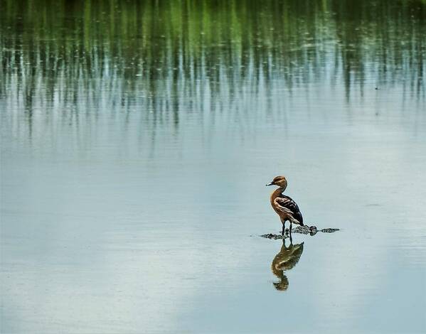 Duck Art Print featuring the photograph Peaceful Morning #1 by Jerry Connally