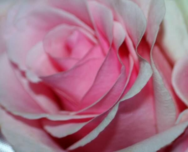 Macro Art Print featuring the photograph Pink Petals #2 by Barbara S Nickerson