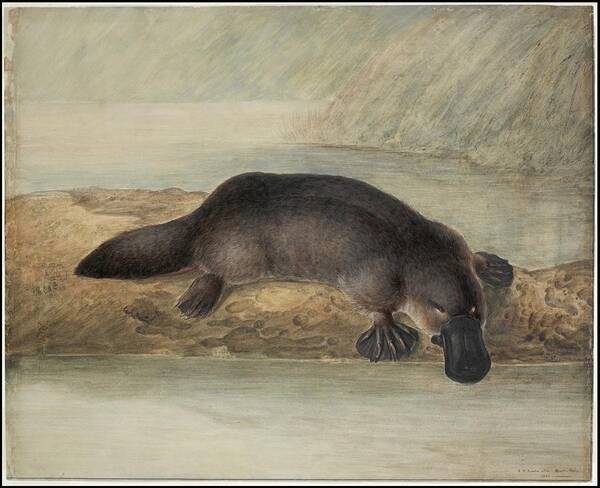 Platypus 1810 Art Print featuring the painting Platypus #1 by MotionAge Designs