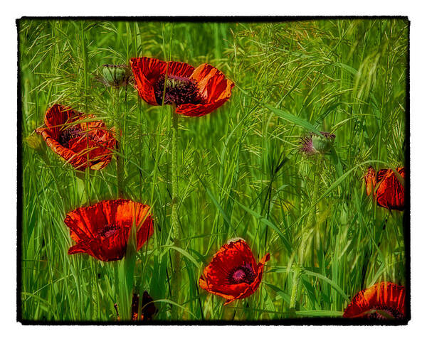 Poppy Art Print featuring the photograph Poppies #1 by Hugh Smith