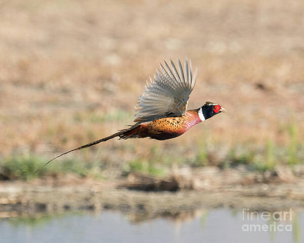 Bird Art Print featuring the photograph Ring Necked Pheasant on the Wing #1 by Dennis Hammer
